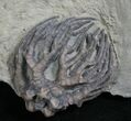 Indiana Crinoid Crown, Cyathocrinites Harrodi #8338-1